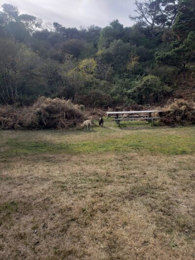 Dog Park - Bandon, OR