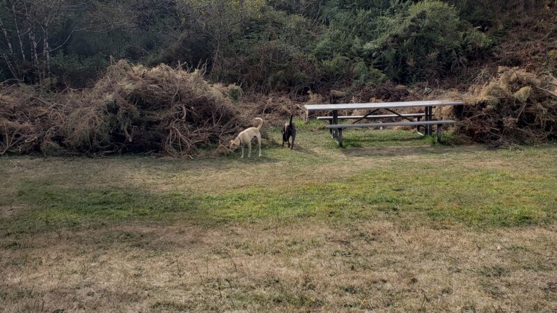 Dog Park - Bandon, OR