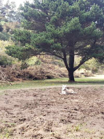 Dog Park - Bandon, OR