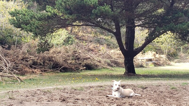 Dog Park - Bandon, OR