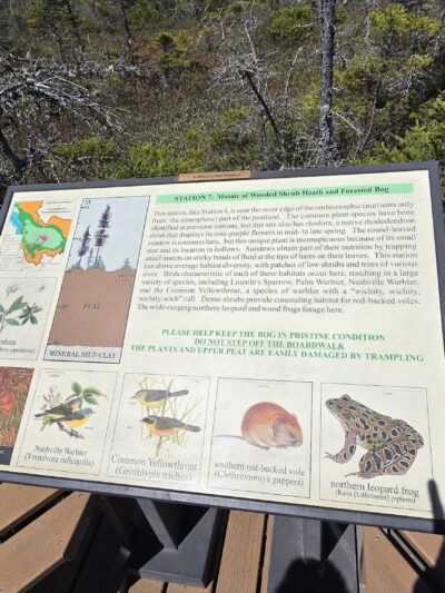Orono Bog Boardwalk - Bangor, ME