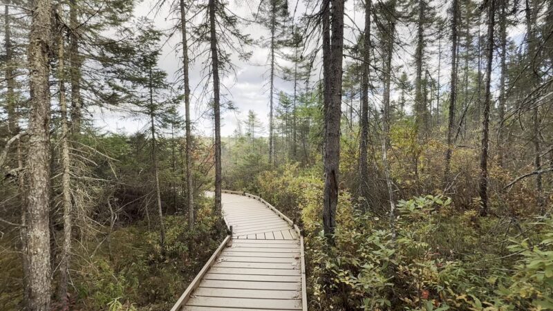 Orono Bog Boardwalk - Bangor, ME