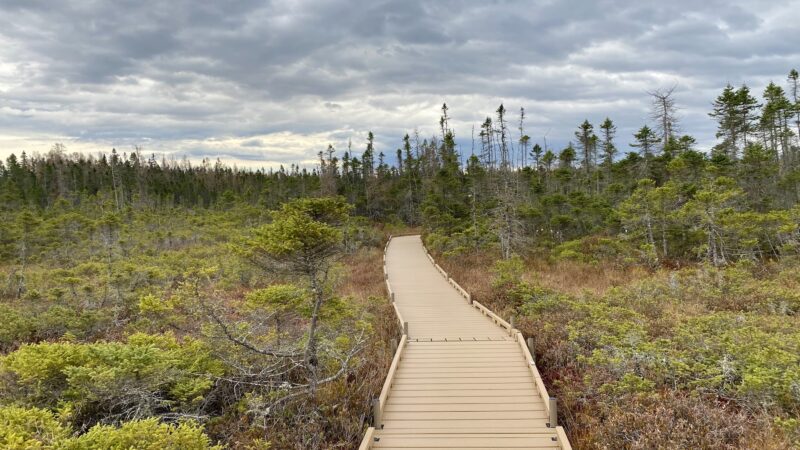 Orono Bog Boardwalk - Bangor, ME