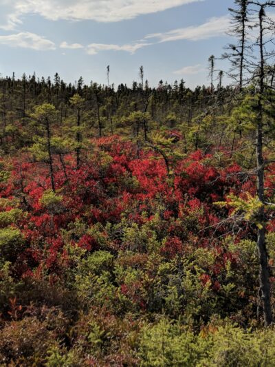 Orono Bog Boardwalk - Bangor, ME