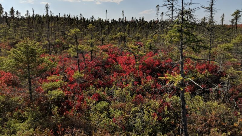 Orono Bog Boardwalk - Bangor, ME