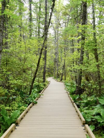 Orono Bog Boardwalk - Bangor, ME