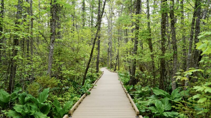 Orono Bog Boardwalk - Bangor, ME