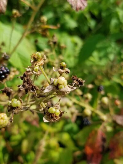 Saxl Park - Bangor, ME