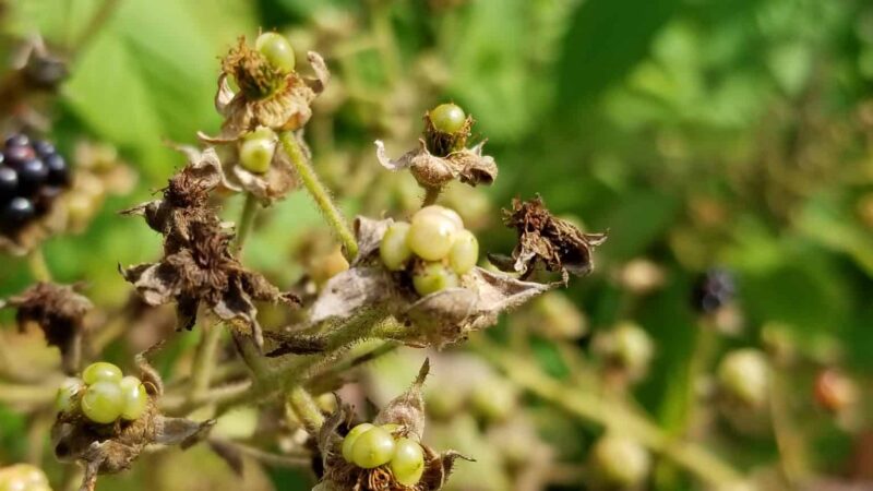 Saxl Park - Bangor, ME