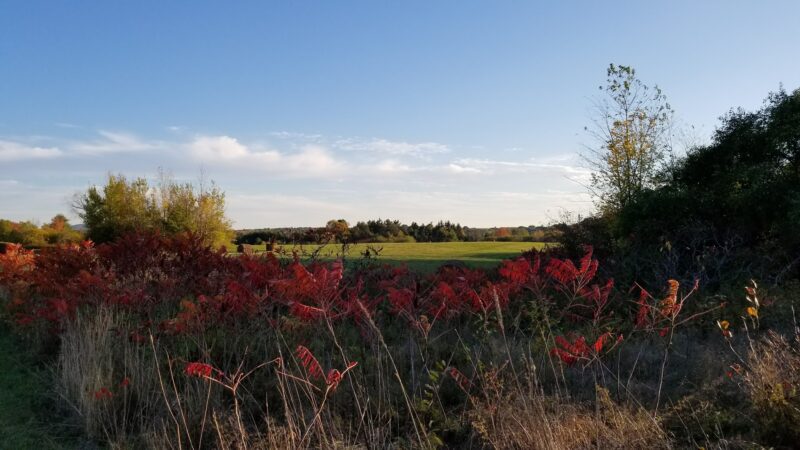 Saxl Park - Bangor, ME