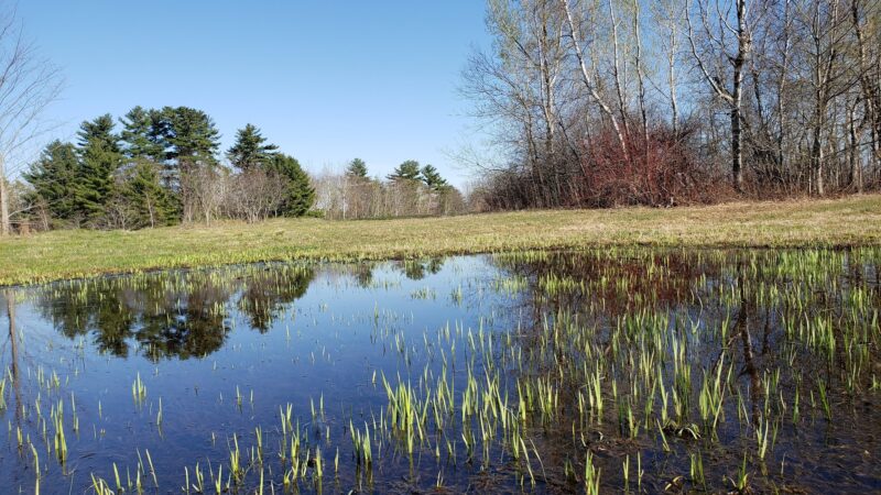 Saxl Park - Bangor, ME