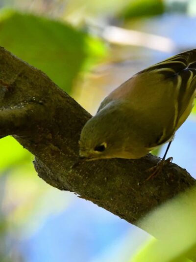 Minsi Lake Nature Trail - Bangor, PA