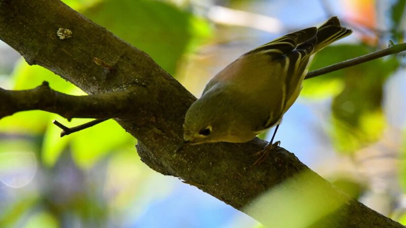 Minsi Lake Nature Trail - Bangor, PA