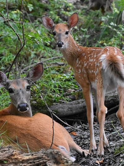 Minsi Lake Nature Trail - Bangor, PA