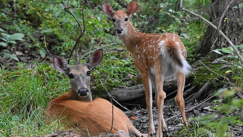 Minsi Lake Nature Trail - Bangor, PA