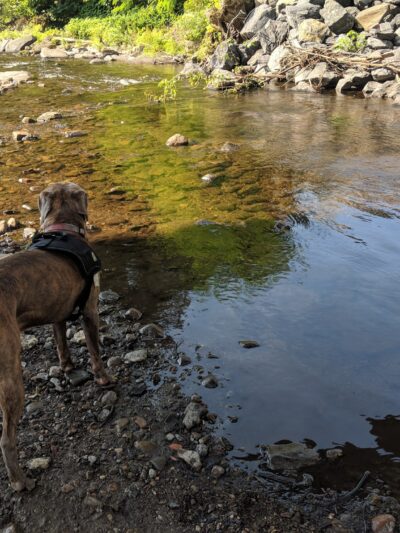 Pennico Park - Bangor, PA