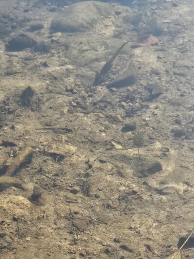 Twin Lakes County Park - Bangor, PA