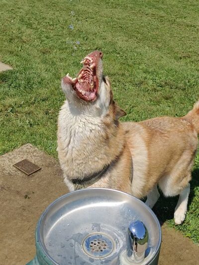 Liston Dog Park - Baraboo, WI