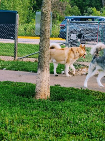 Liston Dog Park - Baraboo, WI