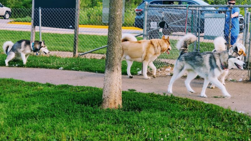 Liston Dog Park - Baraboo, WI