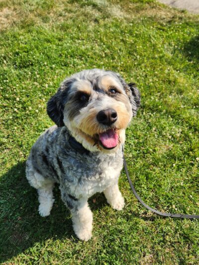 Bark Basics LLC - ,