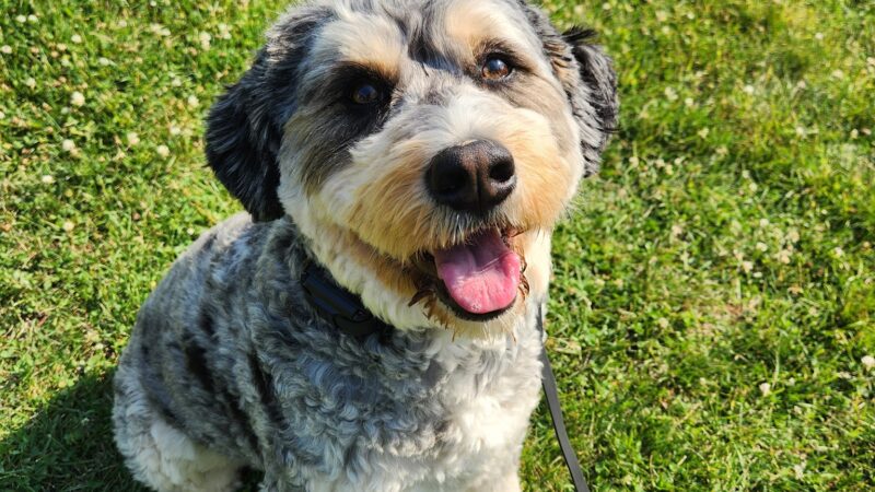 Bark Basics LLC - ,
