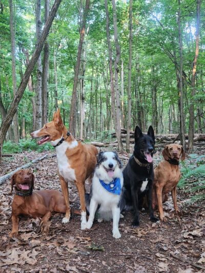 Bark Basics LLC - ,