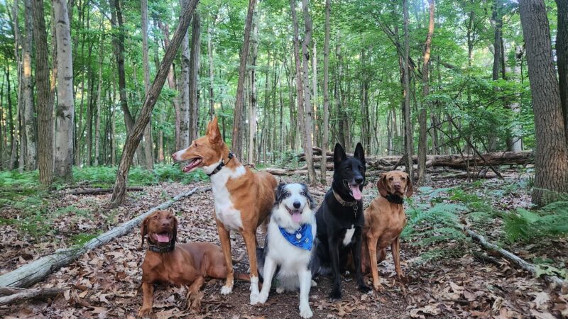 Bark Basics LLC - ,