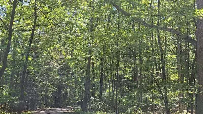 Locust Lake State Park - Barnesville, PA