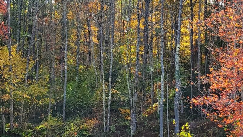 Mass Central Rail Trail - Barre, MA