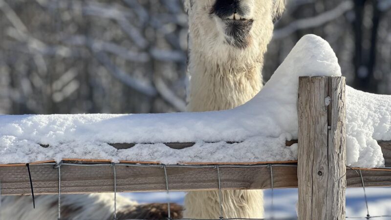 Moonlight Run Farm, LLC - Barre, MA