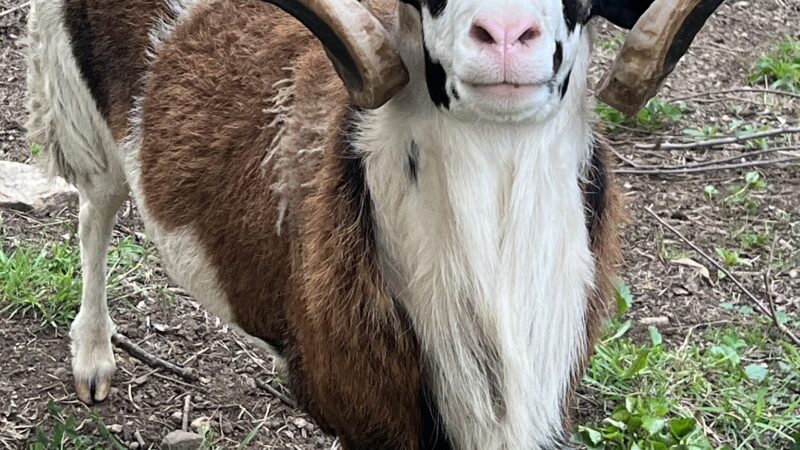 Moonlight Run Farm, LLC - Barre, MA