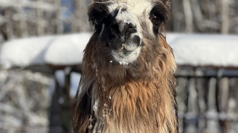 Moonlight Run Farm, LLC - Barre, MA