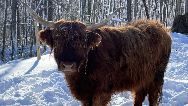 Moonlight Run Farm, LLC - Barre, MA