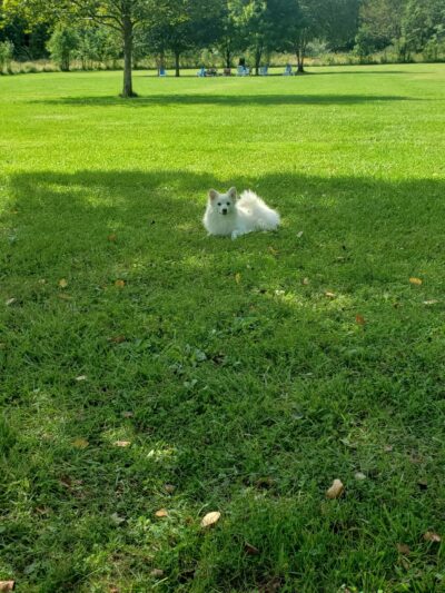 Bernards Twp Dog Run Park - Basking Ridge, NJ
