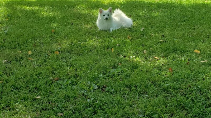 Bernards Twp Dog Run Park - Basking Ridge, NJ