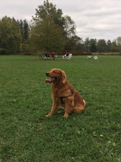 Bernards Twp Dog Run Park - Basking Ridge, NJ