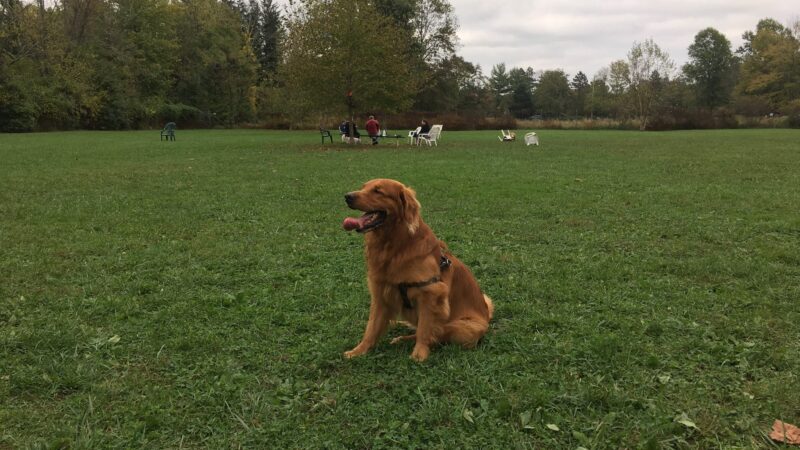 Bernards Twp Dog Run Park - Basking Ridge, NJ