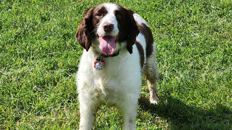 Bernards Twp Dog Run Park - Basking Ridge, NJ