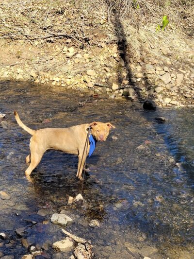 Gene King Park - Basking Ridge, NJ