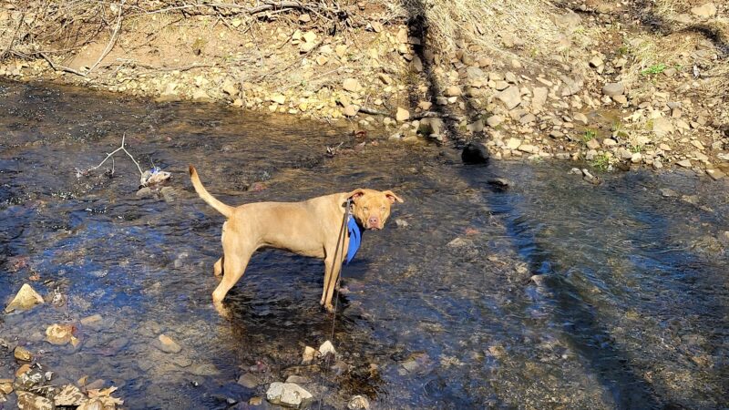 Gene King Park - Basking Ridge, NJ