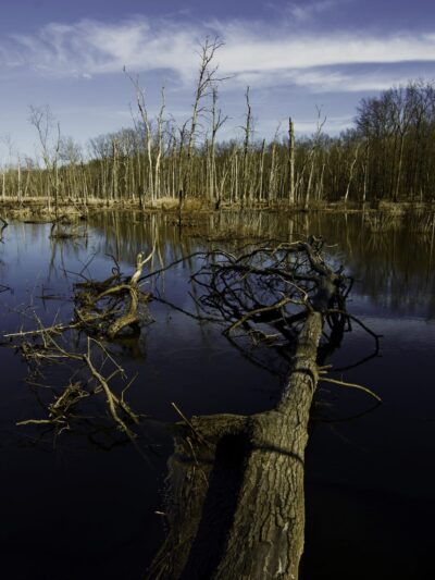 Great Swamp National Wildlife Refuge - Basking Ridge, NJ
