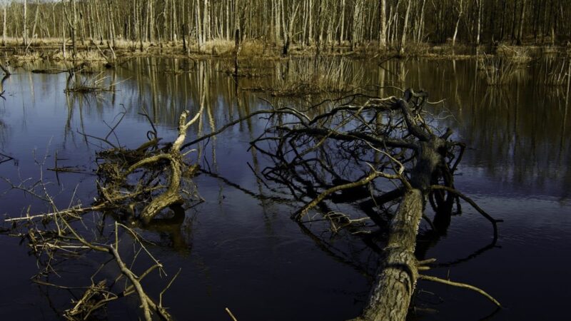 Great Swamp National Wildlife Refuge - Basking Ridge, NJ
