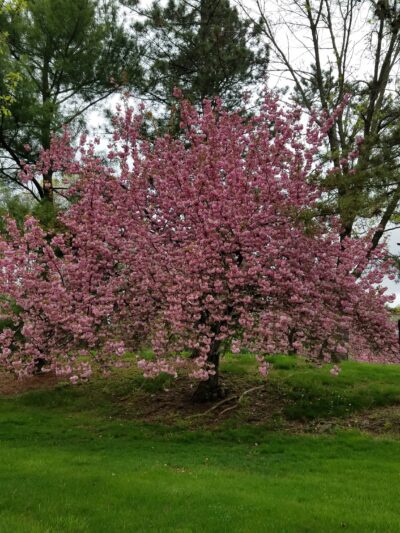 War Memorial Field - Basking Ridge, NJ