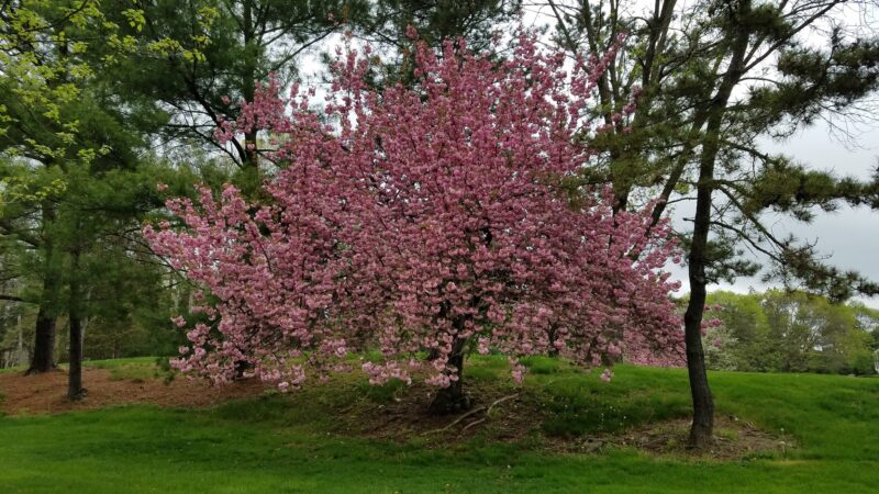 War Memorial Field - Basking Ridge, NJ