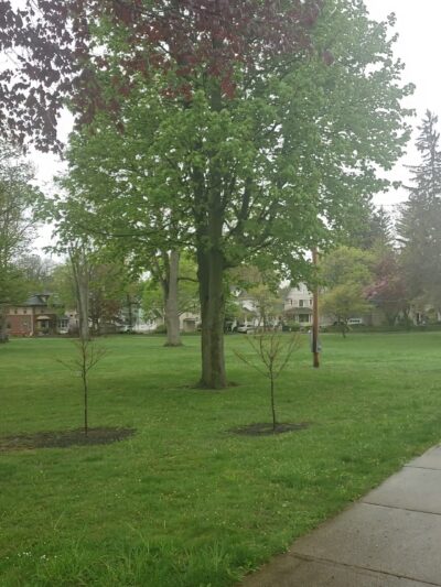 Centennial Park - Batavia, NY