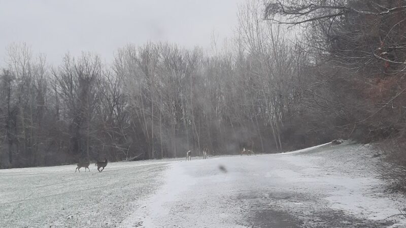 Williams Park - Batavia, NY