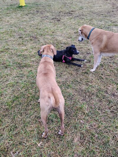 David J Stricker Dog Park - Batavia, OH