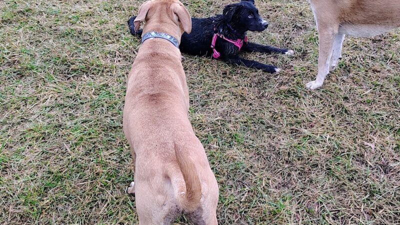 David J Stricker Dog Park - Batavia, OH