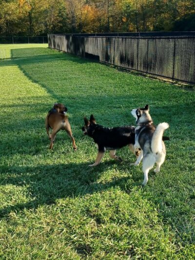 David J Stricker Dog Park - Batavia, OH